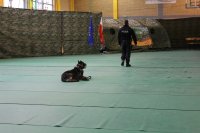 Policjant prowadzi pokaz psa służbowego - ćwiczenie na komendę zostań.